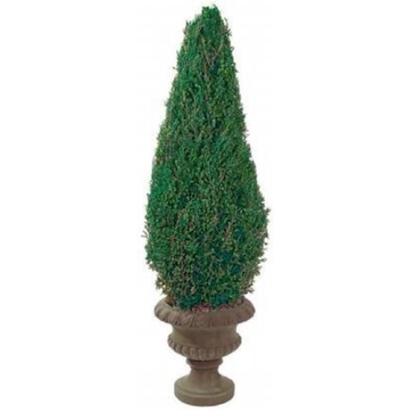 Forever Green Art Forever Green Art CON050C 50 in. Preserved Cone in Paper Mache Pot CON050C - main